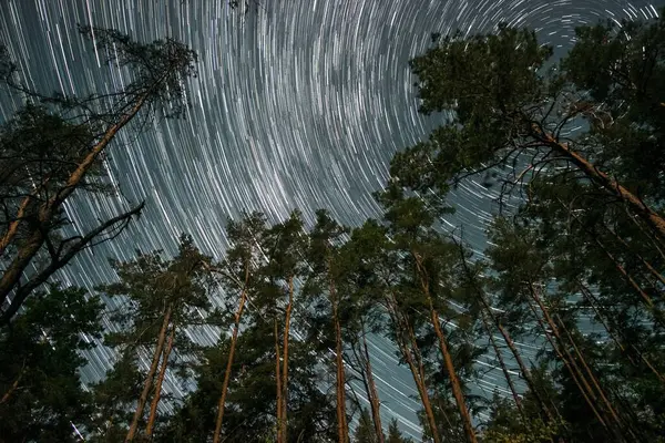 Gece gökyüzü göz kamaştırıcı yıldız izleriyle doludur. Uzun çam ağaçları ormanın berraklığından sahneyi çevreleyerek kozmosun güzelliğini ön plana çıkarır..