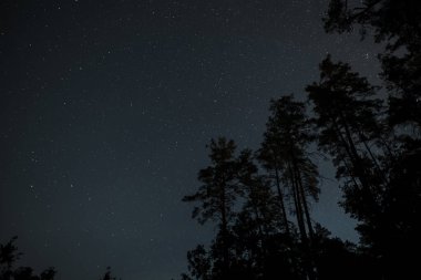 Karanlıkla yıkanmış sakin bir orman parlak yıldızlı bir gökyüzüne karşı siluetlenmiş uzun ağaçlar sergiliyor. Sahne, akşam saatlerinin sakinliğini yansıtıyor..