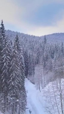 Karla kaplı bir ormanı gösteren sakin bir kış sahnesinin havadan görünüşü. Uzun yeşil ağaçlarla kaplı, uzak dağların arka planına kurulmuş bir orman. Dikey görüntüler
