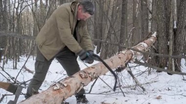 Kış Ormanı 'nda devrilmiş bir ağacı kesen bir adam, kış kıyafetleri içindeki bir adam çalılık amacıyla karlı bir ormanda devrilmiş bir huş ağacını kesmek için testere kullanır..