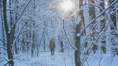 Güneş ışığı ağaçların arasından süzülürken, sakin, karla kaplı bir ormanda gezinen bir yürüyüşçü, güzellik ve doğa ile dolu sakin bir kış ortamı yaratır..