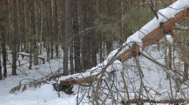 Kış Ormanı 'nda Düşen Ağaç Kesen Çalıcı, Hayatta kalmak için düşen bir ağacı balta ve çalılıkla kesen Kışlık Ormanındaki Adam