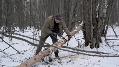 Kış Ormanı 'nda devrilmiş bir ağacı kesen bir adam, kış kıyafetleri içindeki bir adam çalılık amacıyla karlı bir ormanda devrilmiş bir huş ağacını kesmek için testere kullanır..