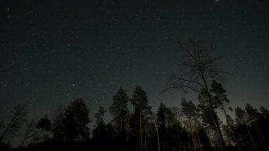 Karanlık Orman 'da Yıldızlı Gece Gökyüzü siluetli ağaçlarla dolu sık bir ormanın üzerinde nefes kesen yıldızlı bir gökyüzü..