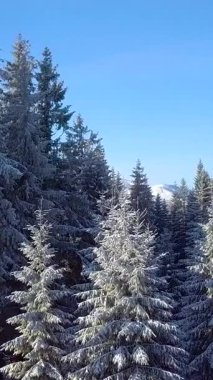 Bir hava manzarası, arka planda dağlar olan sakin bir kış manzarasında karla kaplı ağaçları yakalar. Açık mavi gökyüzü, gün ışığı söndükçe huzurlu atmosfere katılıyor. Dikey görüntüler