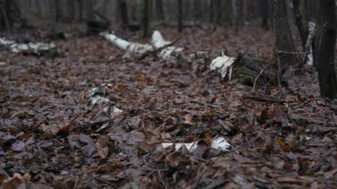 Bir insan nemli bir ormanda sisle kaplı yapraklarla kaplı bir şekilde yürür. Dağ arazisi, huzurlu bir doğal ortamda serin bir sonbahar gününü simgeliyor..