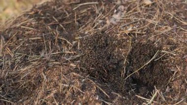 Ormandaki Aktif Antill 'e yakın çekim, sürünen karıncalar, çam iğneleri ve topraktan yapılmış büyük bir karınca yuvasının tepesinde hareket eden orman karıncaları.