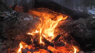 Kış kampında yassı odunlarla büyük bir yangın, yoğun kamp ateşi karlı ormanlarda istiflenmiş odunların altında yanıyor, orman tipi yangın söndürme ekipmanları...