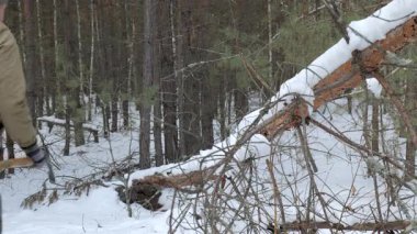 Kış Ormanı 'nda Düşen Ağaç Kesen Çalıcı, Hayatta kalmak için düşen bir ağacı balta ve çalılıkla kesen Kışlık Ormanındaki Adam