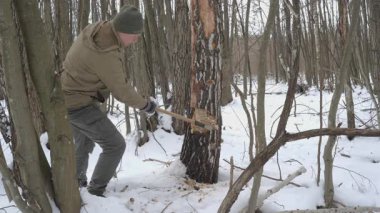 Kış Ormanı 'nda Balta ile Ağaç Kesen Adam, Çalı ve yakacak odun için karlı bir ormanda ağaç kesen Survivalist..