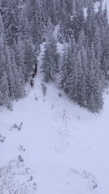 Kış dağlarında sırt çantalı bir grup turistin üzerinde uçuyorlar. Karpat Dağları 'nda kış tırmanışı. Kış ormanı manzaralı karlı bir ağaç dalı. Hava görüntüleri, dikey video