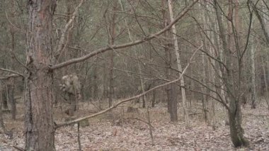 Sonbahar Gear 'ında Sessiz Orman Yolu' nda Yürüyen Yürüyüşçü sırt çantalı ve kamp teçhizatlı bir adamın arka görüntüsü.