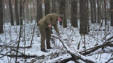 Kış Ormanı 'nda devrilmiş bir ağacı kesen bir adam, kış kıyafetleri içindeki bir adam çalılık amacıyla karlı bir ormanda devrilmiş bir huş ağacını kesmek için testere kullanır..