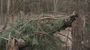 Bahar Ormanı 'nda bir sığınak inşa eden adam ormanda çam ve dalları kullanarak bir çalı sığınağı inşa eder..