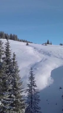 Hava manzarası, temiz mavi bir gökyüzünün altında, yüksek yeşil ağaçlarla çevrili el değmemiş karla kaplı yamaçları yakalar. Huzurlu manzara keşif ve kış aktivitelerini davet eder. Dikey görüntüler