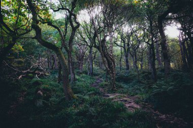 Padley Gorge, colours in this beautiful wooded valley in the Derbyshire Peak District, UK.