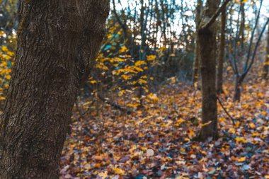 Forest in autumn time in England ,Burton on Trent.