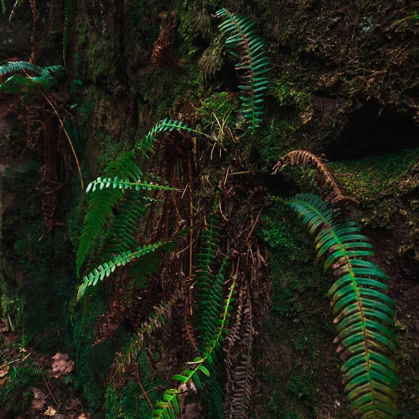 自然界の螺旋 シダの葉のクローズアップは 自然の優雅さを示す複雑なパターンと鮮やかな緑の色合いを示しています — ストック写真
