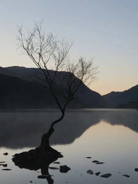 stock image In the vast and picturesque landscapes of Wales, stands a solitary tree, a symbol of resilience and beauty amidst solitude. This lonely tree, standing tall against the elements, captures the essence of the Welsh countryside.