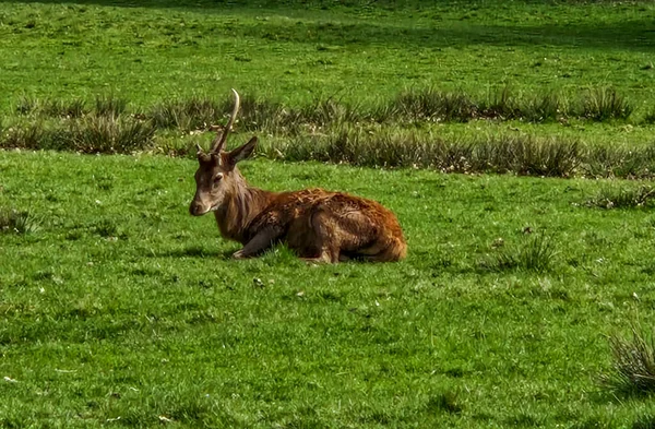 Corça na floresta de abetos capreolus capreolus corça selvagem na natureza