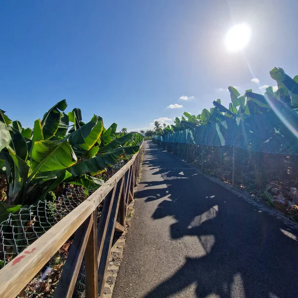 Just a stone\'s throw from Puerto de la Cruz, a lush banana plantation stretches out, showcasing rows upon rows of thriving banana trees. Their large, green leaves sway gently in the breeze, creating a rhythmic dance of nature.