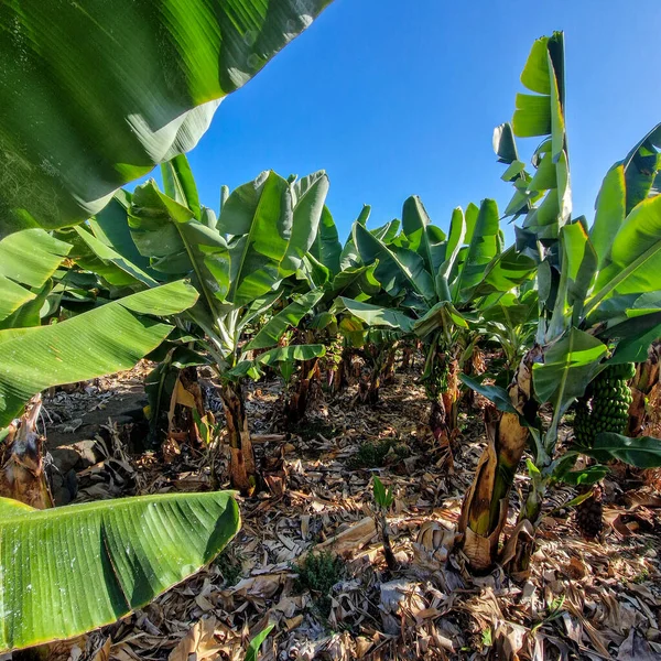 Just a stone\'s throw from Puerto de la Cruz, a lush banana plantation stretches out, showcasing rows upon rows of thriving banana trees. Their large, green leaves sway gently in the breeze, creating a rhythmic dance of nature.