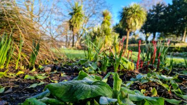 Durgun sulara yansıyan sisli ağaçlarla kaplı, Trent 'teki Burton' daki sel basmış bir parkın sakin ama kasvetli bir görüntüsü, doğanın gücünün sessiz bir sonucunu iletiyor..