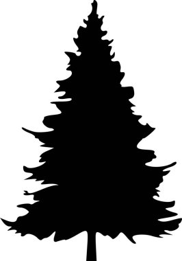 Bir kozalaklı ağacın silueti