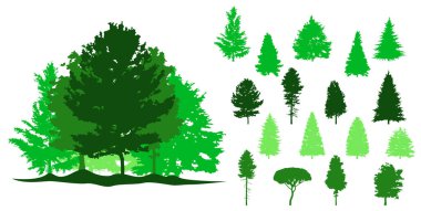 Ladin ağacı silueti. Çam ağacı silueti..