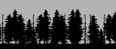 Spruce ve Pines 'in vektör silueti. Yatay ladin arka planı. Spruce ağacı.