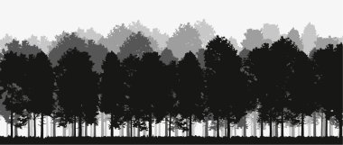 Spruce ve Pines 'in vektör silueti. Yatay ladin arka planı. Spruce ağacı.