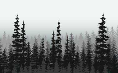 Spruce ve Pines 'in vektör silueti. Yatay ladin arka planı. Spruce ağacı.