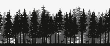 Spruce Treline siluet manzarası. Çam ağacı silueti manzarası