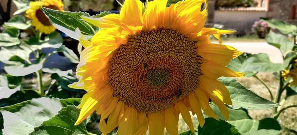 Schöne Sonnenblume Auf Dem Feld — Stockfoto