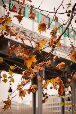 Paris 'te sonbahar mevsiminde hava metrosu - Bir Hakeim Köprüsü - Fransa