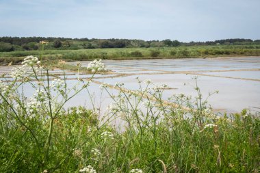 Salt marsh at harvest time in Guerande in France clipart