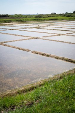 Fransa 'nın Guerande şehrinde hasat zamanında tuz bataklığı.