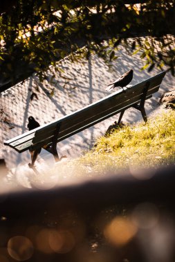Sonbaharda Montmartre, Paris 'te güneşin tadını çıkaran iki karganın soyut fotoğrafı.