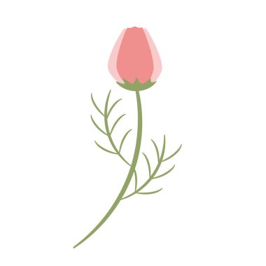 Pembe kozmos tomurcuklarının tasviri