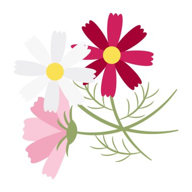 Basit bir kozmos buketinin tasviri