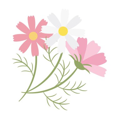 Basit kozmos çiçeklerinin dekoratif çizimi