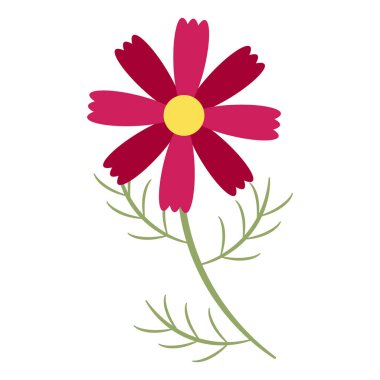 Basit bir kozmos çiçeği - ön manzara