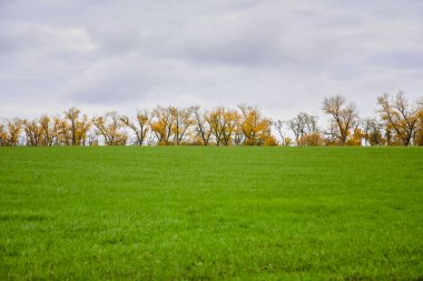 Sonbaharda yerde yeşil çimenler, yeni mahsul mahsulleri, sonbahar gökyüzünün altında yeşil çimenler.