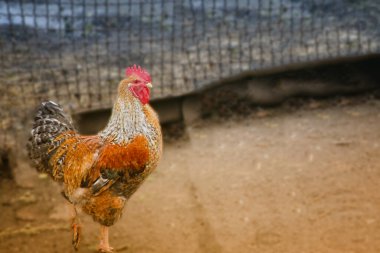 Bulanık bir arka planda kümes hayvanları bahçesinde renkli horoz, tarımda tavuk yetiştiriciliği