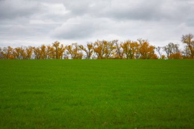 Kış buğdayları sonbaharda tarlada ağaçların arka planında yapraklarla tohum ekmeye başlar.,