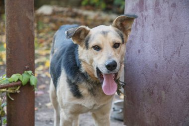Zincirle evin kapısından dışarı bakan melez bir köpek, evde bekçi köpeği, bahçede zincirlenmiş bir köpek.
