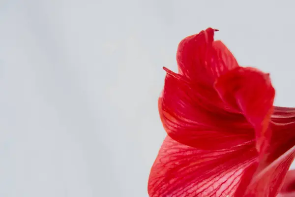 Kırmızı zambak yaprakları beyaz arka planda, kırmızı zambak çiçeğinin yakın planında görünüyor.