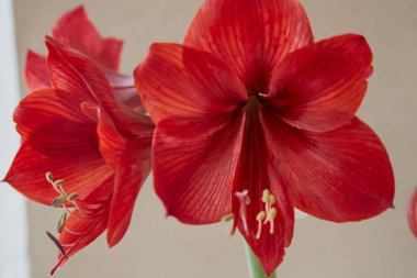 Arka planda iki kırmızı zambak çiçeği