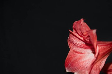 Kırmızı bir zambak çiçeğinin taç yaprakları siyah bir arka planda, kırmızı bir zambak çiçeğinin yakın plan görüntüsü