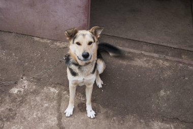 Melez bir köpek ağızlık, kırsal alanda bir köpeğe yakın çekim, şirin bir köpek, başıboş bir köpek..